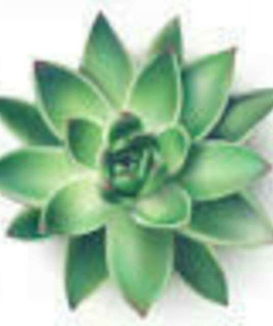 avatar Succulents Greener